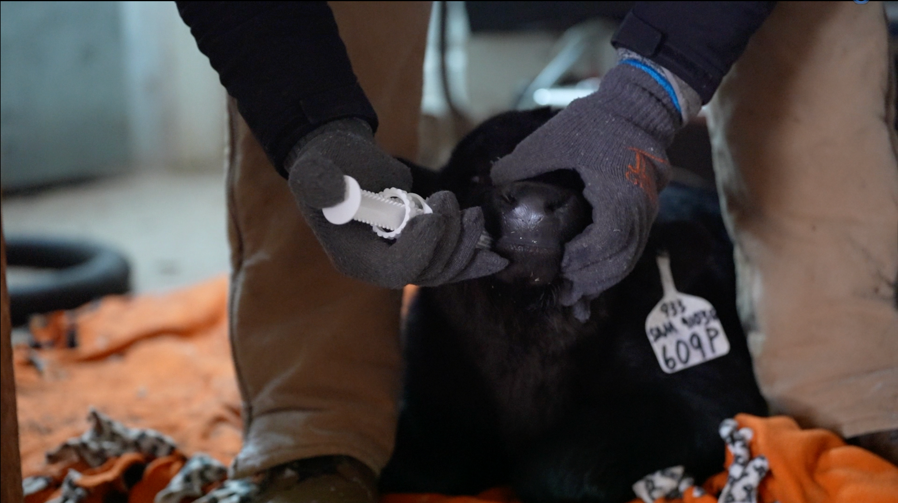 Load video: Caliguard